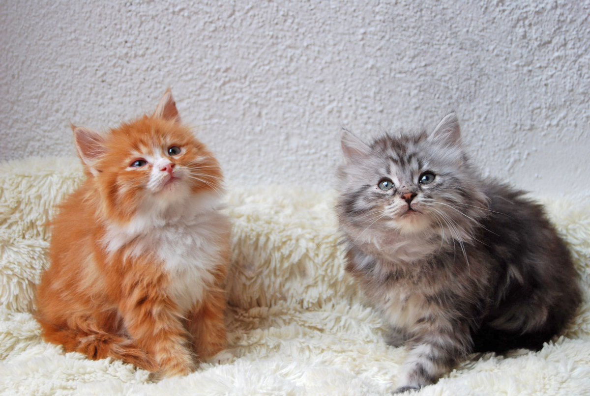 gatitos disponibles