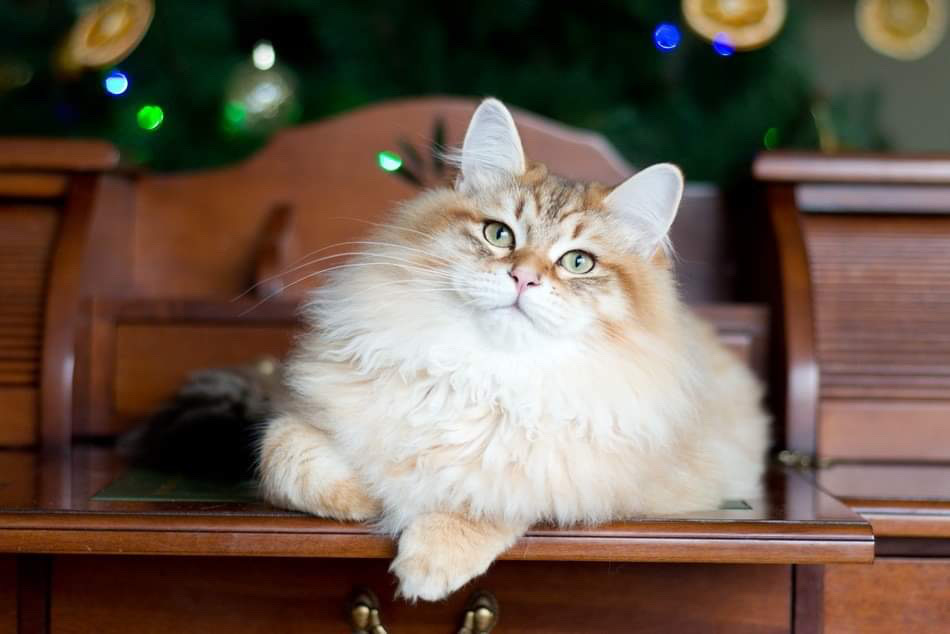 agatat foto4