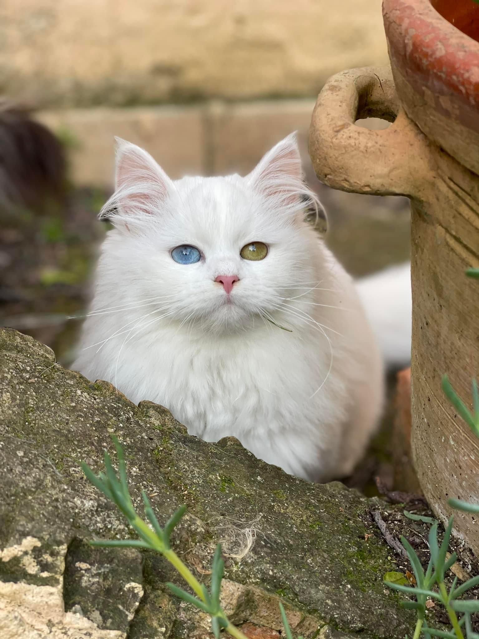elessar foto