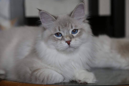 elessar foto