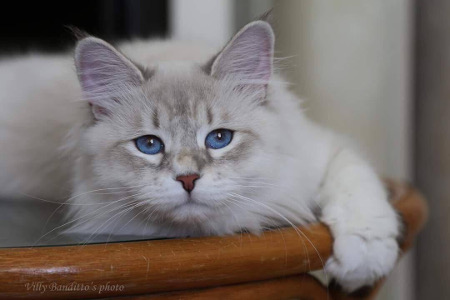 elessar foto