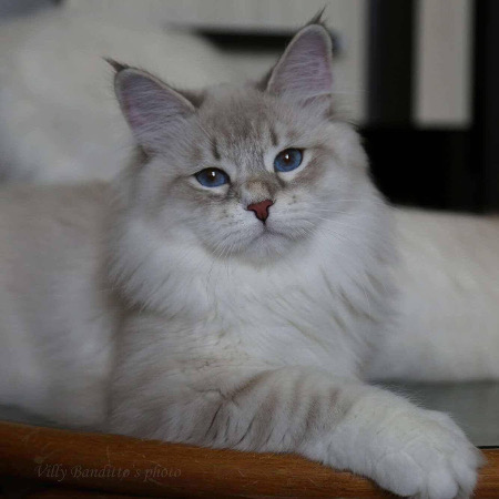 elessar foto